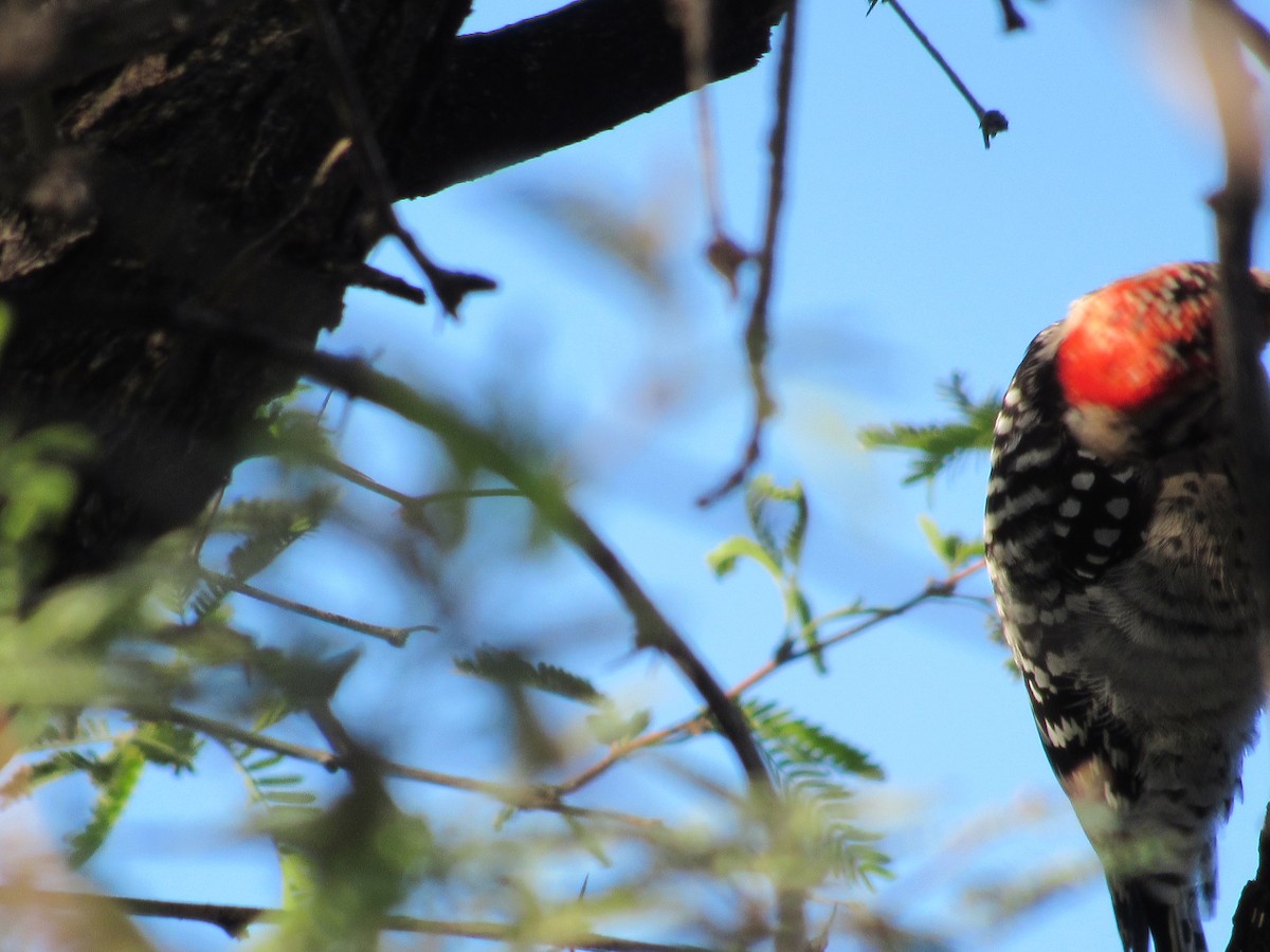 Ladder-backed Woodpecker - ML643668070