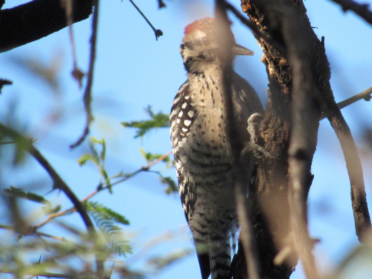 Ladder-backed Woodpecker - ML643668071