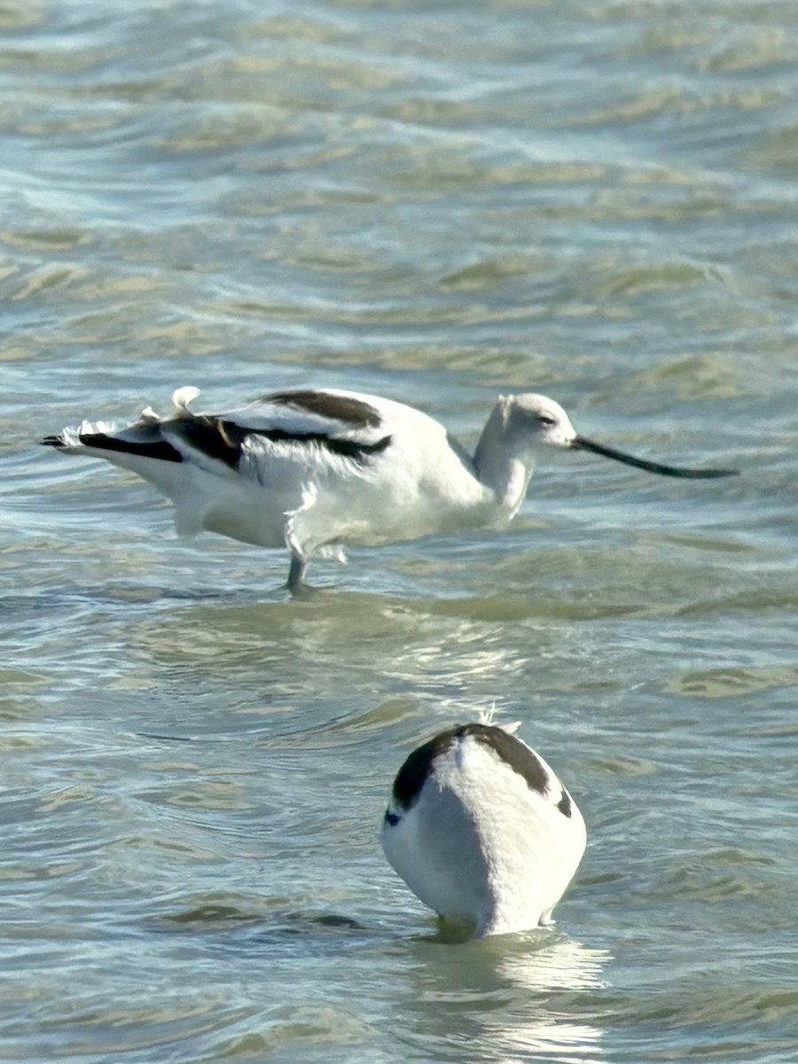 American Avocet - ML643668091