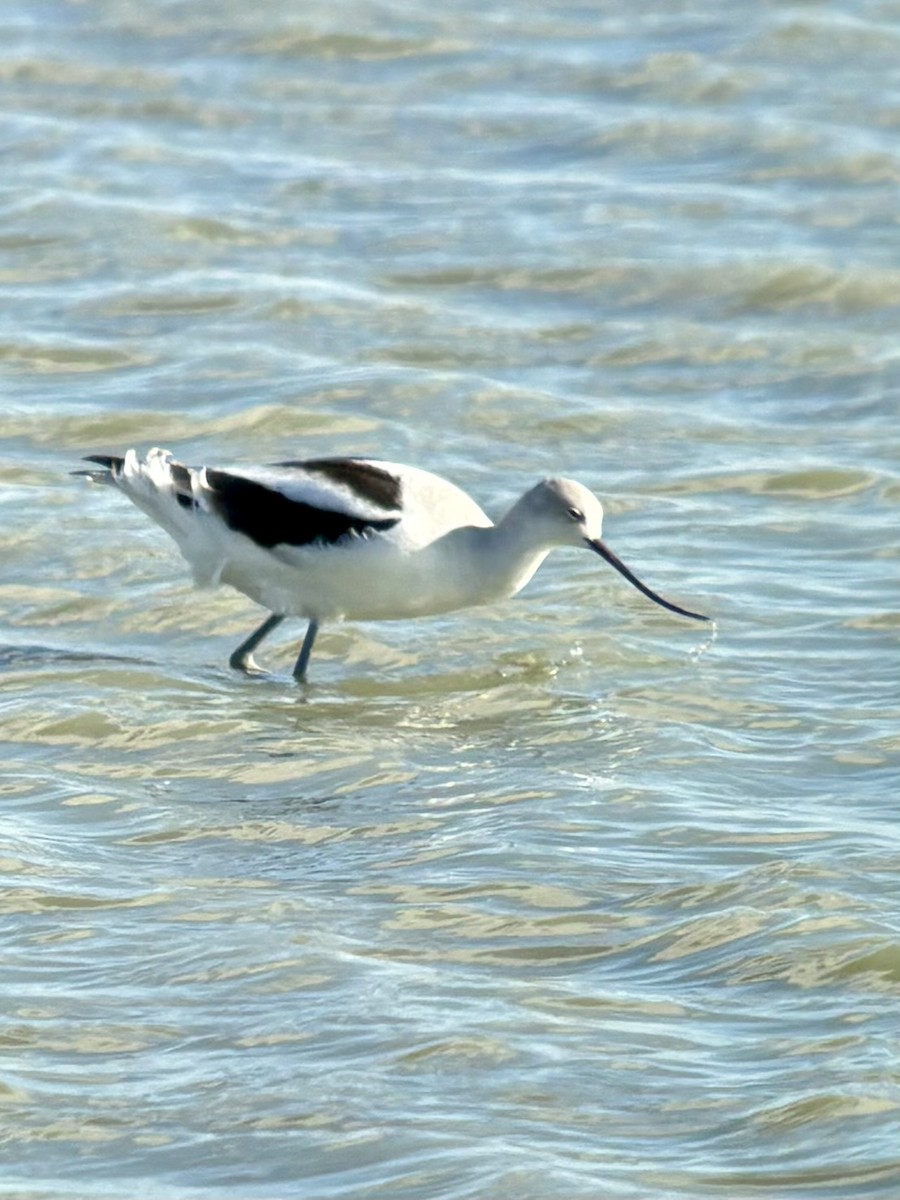 American Avocet - ML643668092