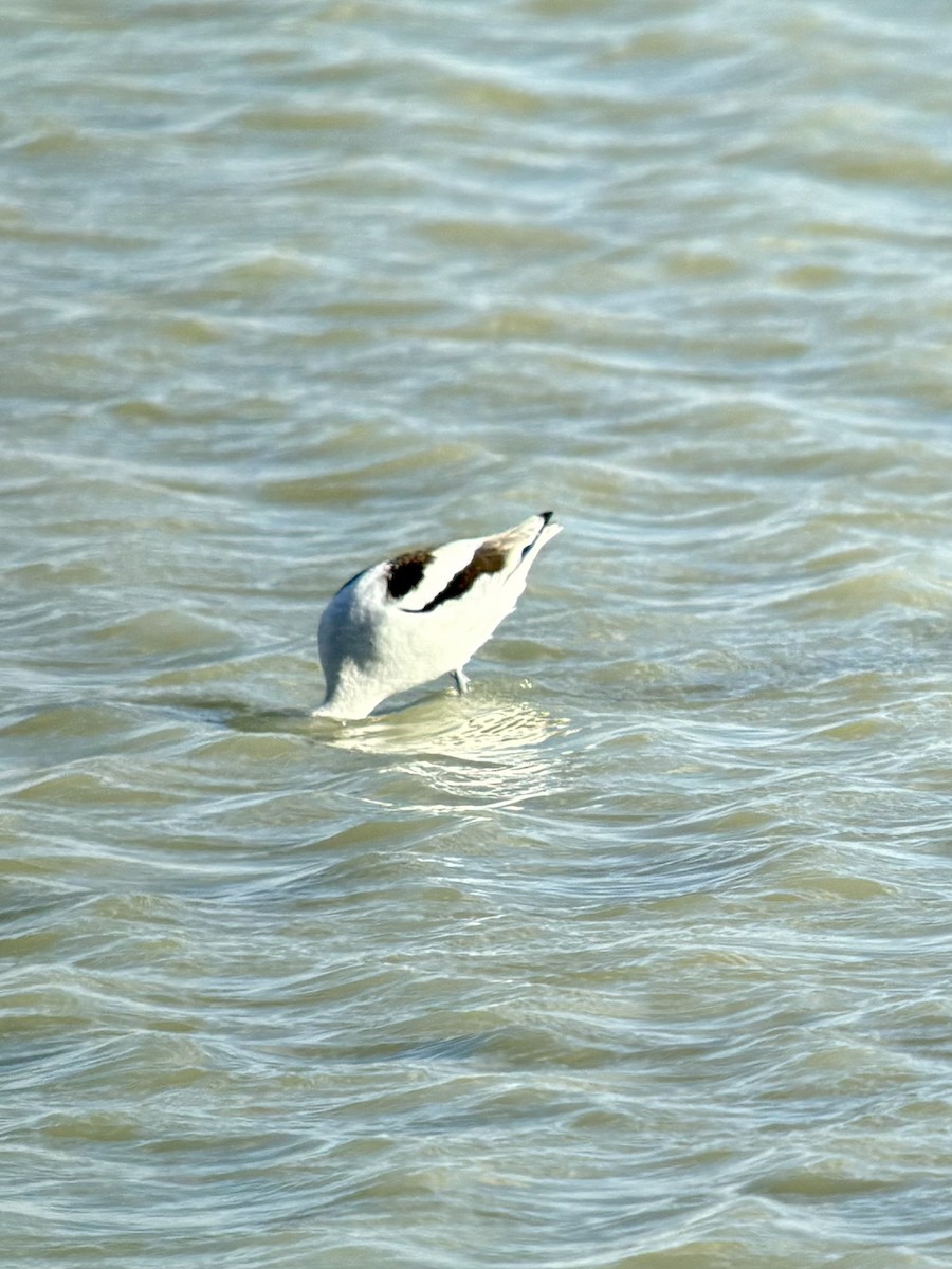 American Avocet - ML643668093