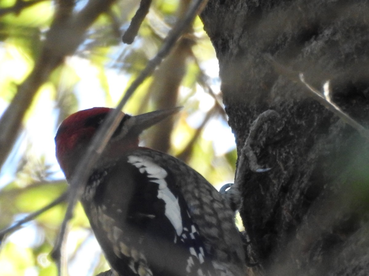 Red-breasted Sapsucker - ML643668095