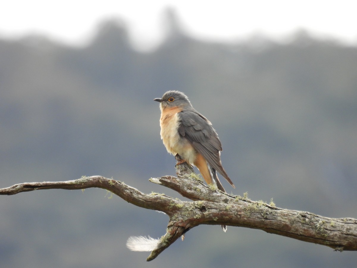 Fan-tailed Cuckoo - ML643668099