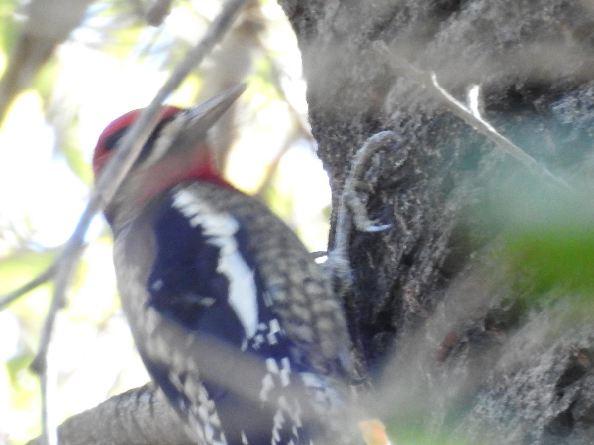 Red-breasted Sapsucker - ML643668102
