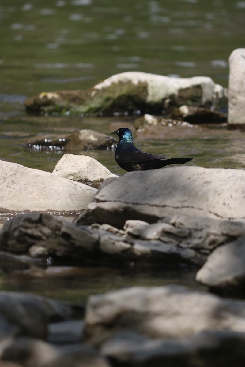 Common Grackle - ML643668104