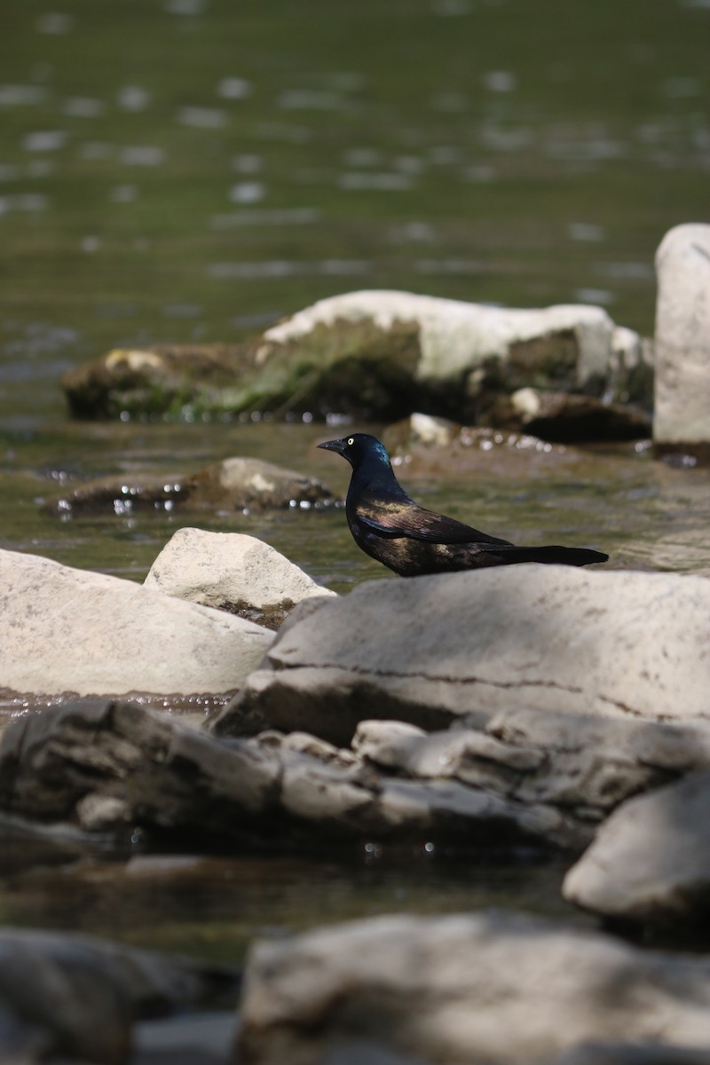 Common Grackle - ML643668105