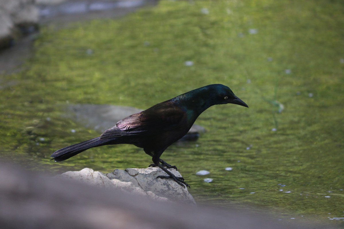Common Grackle - ML643668106