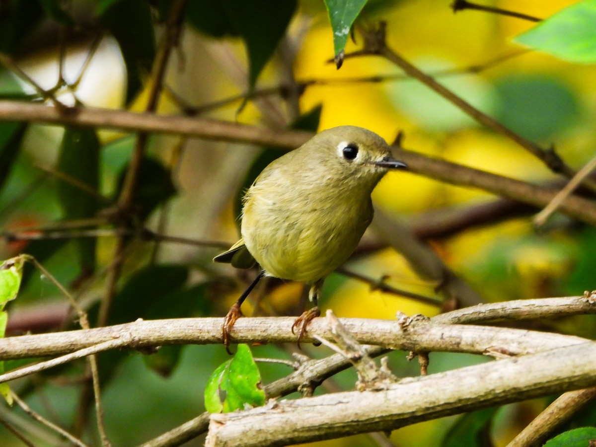 Ruby-crowned Kinglet - ML643668109