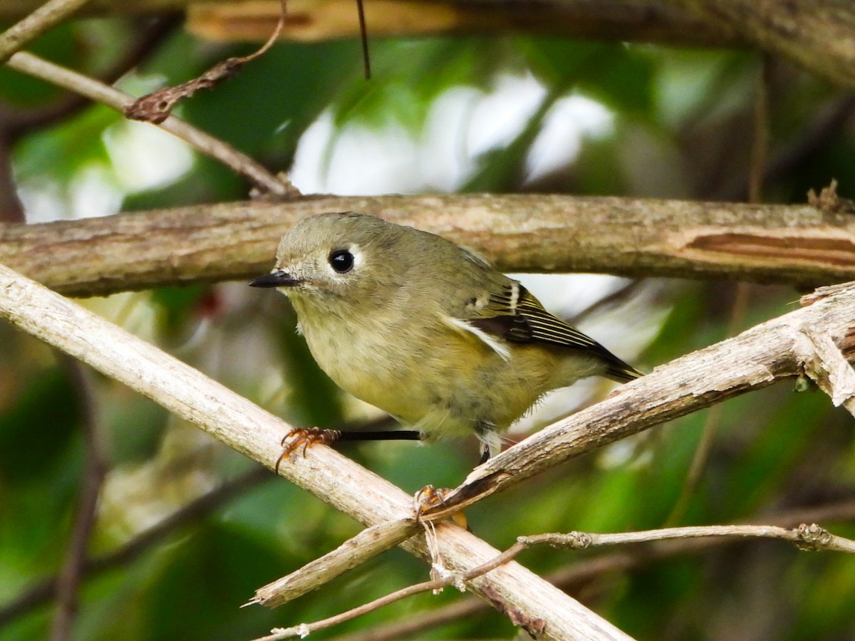 Ruby-crowned Kinglet - ML643668110