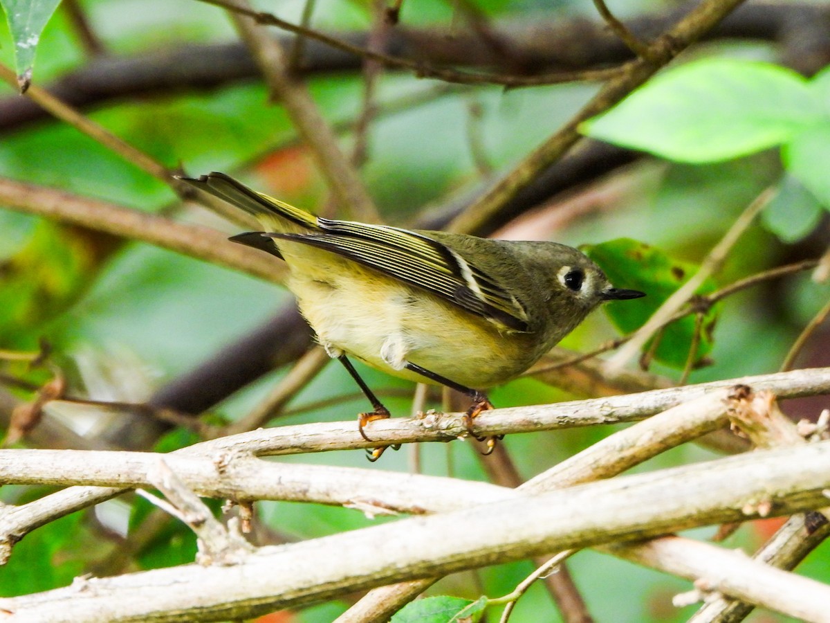 Ruby-crowned Kinglet - ML643668112