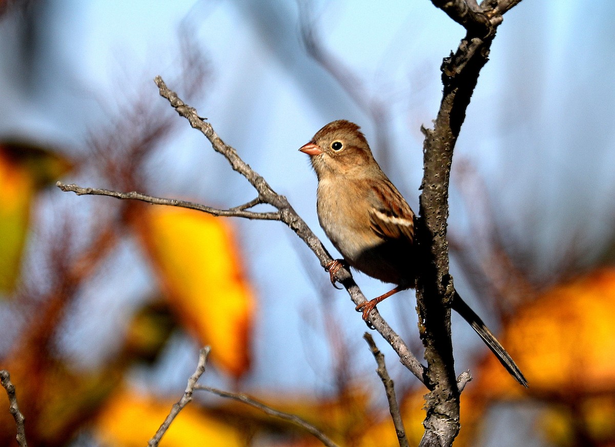 Field Sparrow - ML643668114