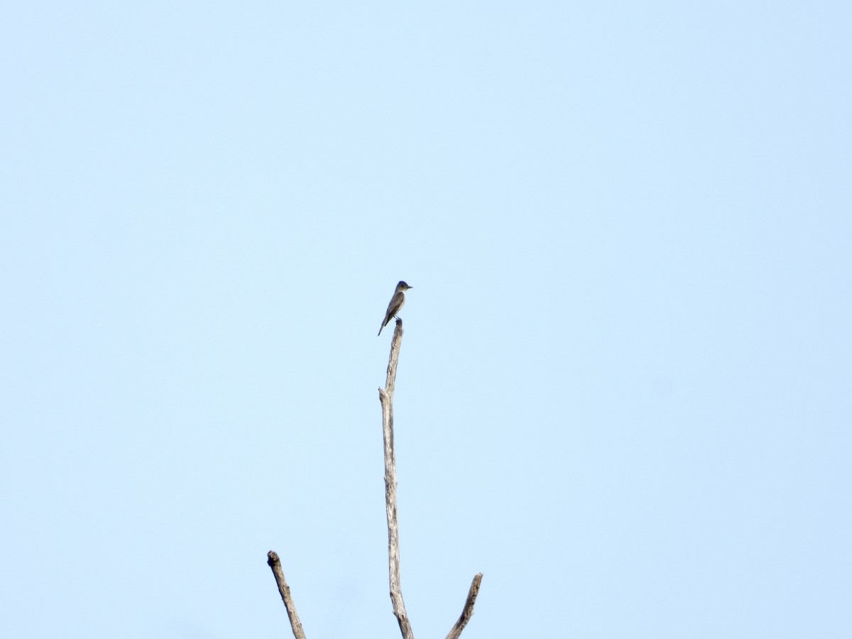 tyranovec severský - ML643668118