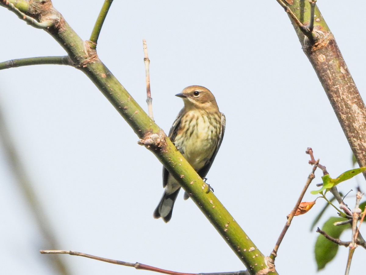 Yellow-rumped Warbler - ML643668124