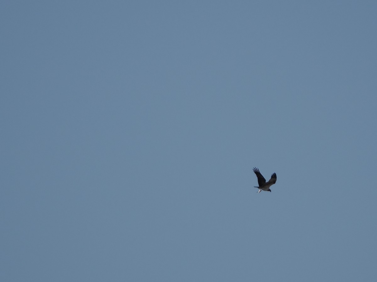 Osprey - ML643668128