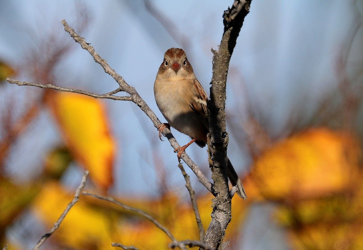 Field Sparrow - ML643668129