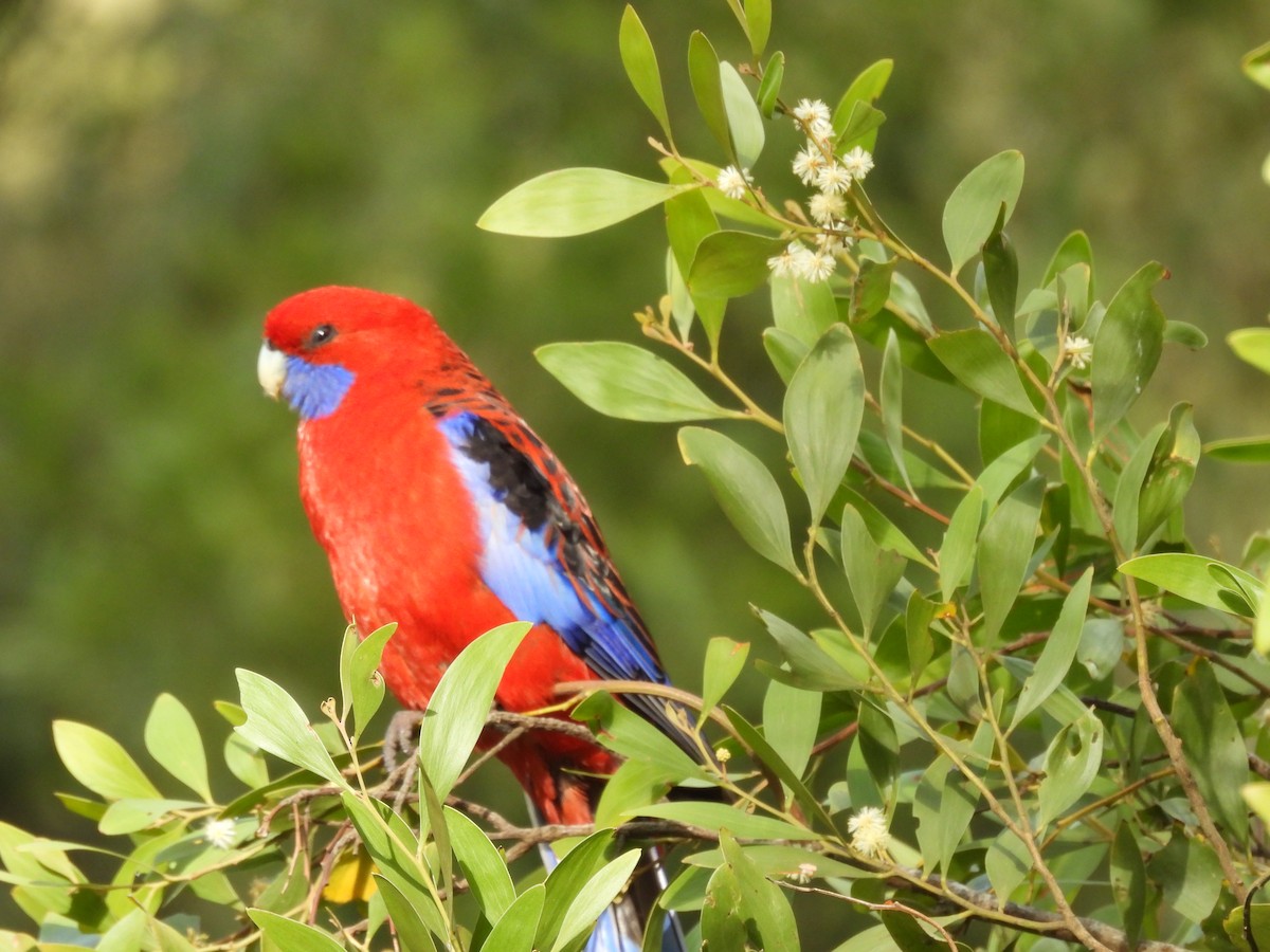 Crimson Rosella - ML643668130