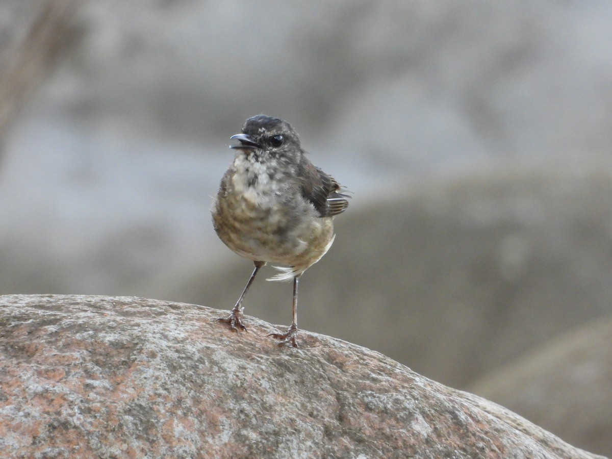 Buff-rumped Warbler - ML643668141