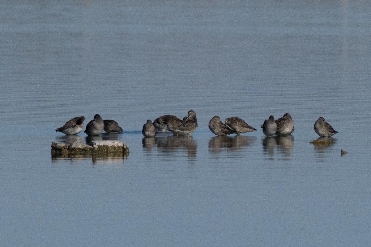 Long-billed Dowitcher - ML643668152