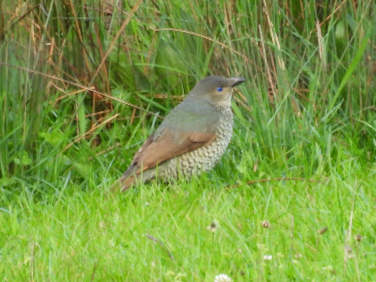 Satin Bowerbird - ML643668173