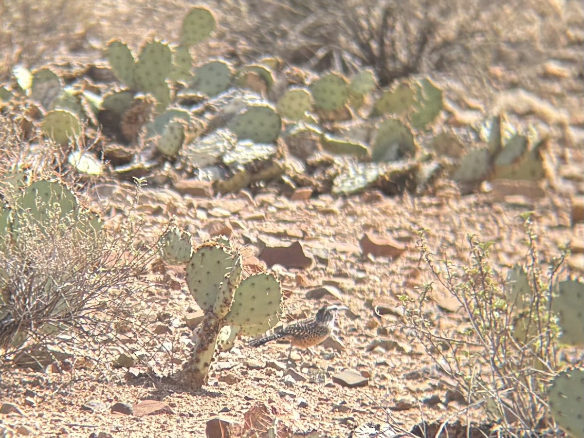 Cactus Wren - ML643668193