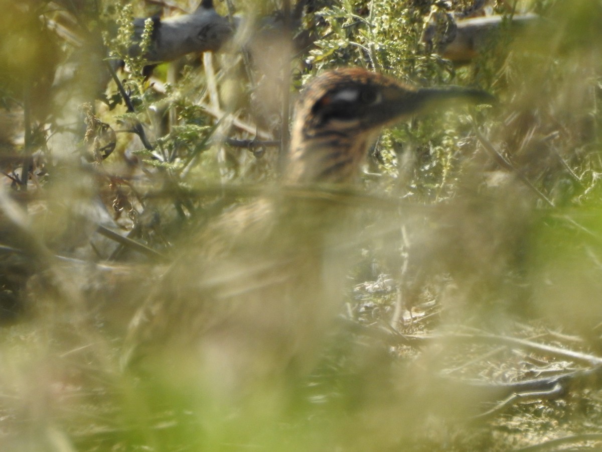 Greater Roadrunner - ML643668195