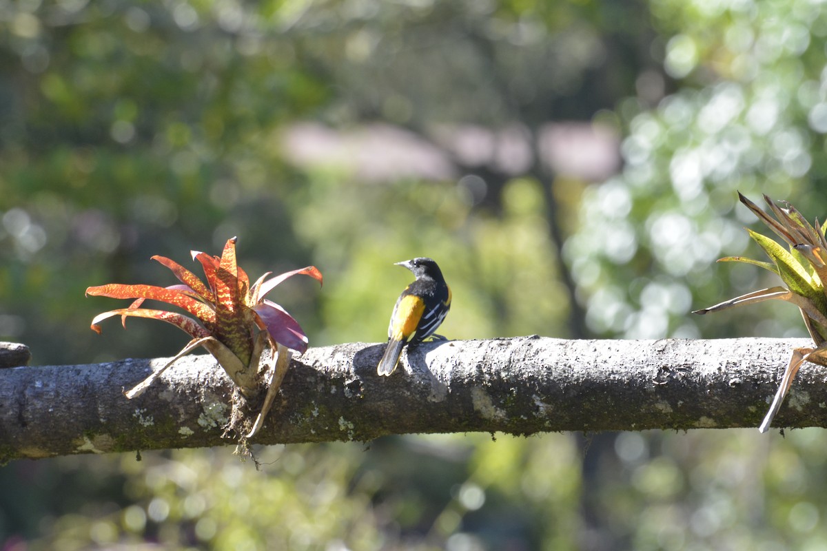 Baltimore Oriole - ML643668199