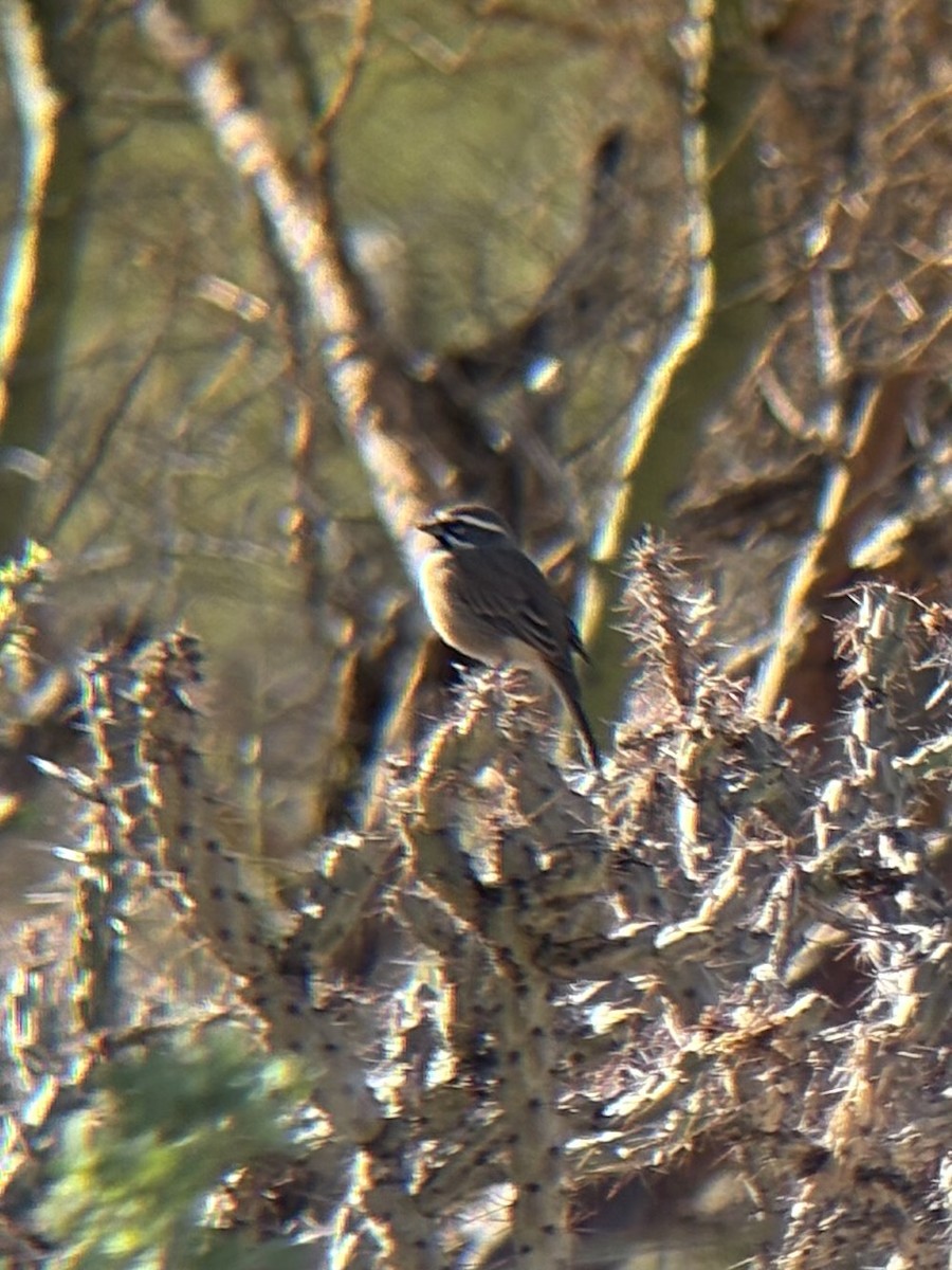 Black-throated Sparrow - ML643668201