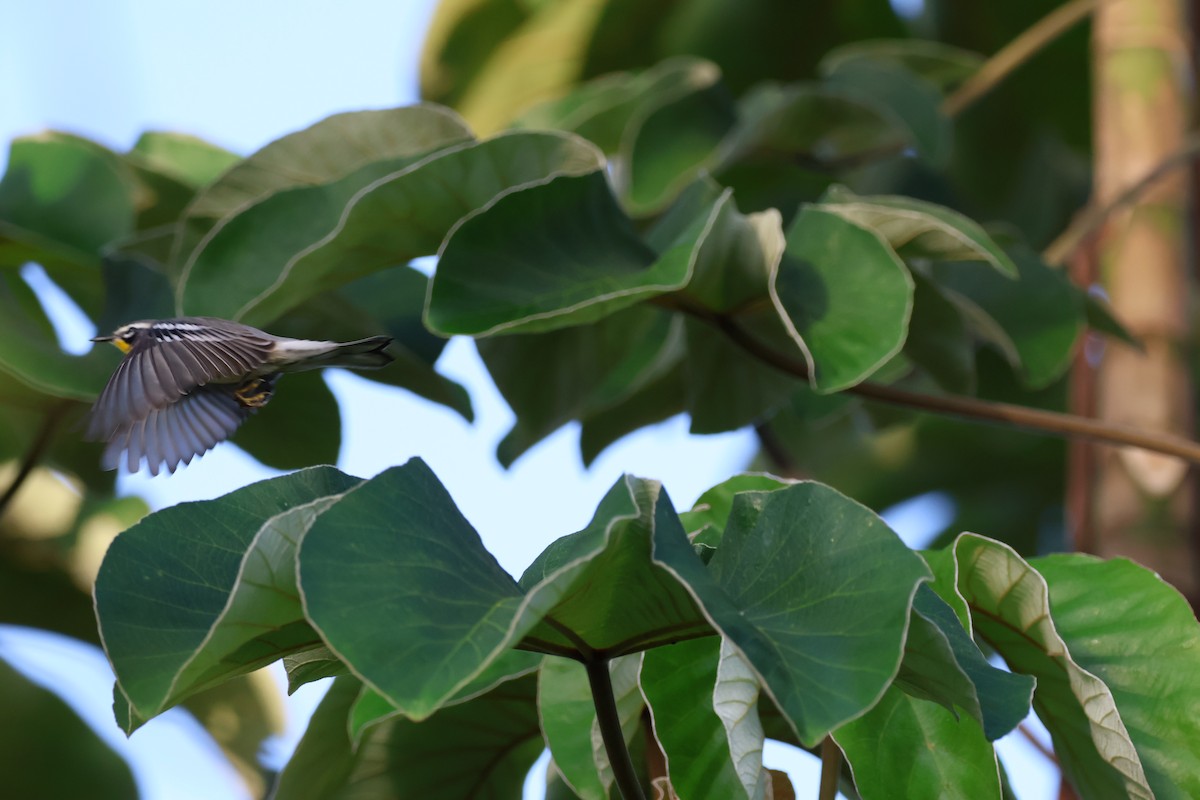 Yellow-throated Warbler - ML643668203