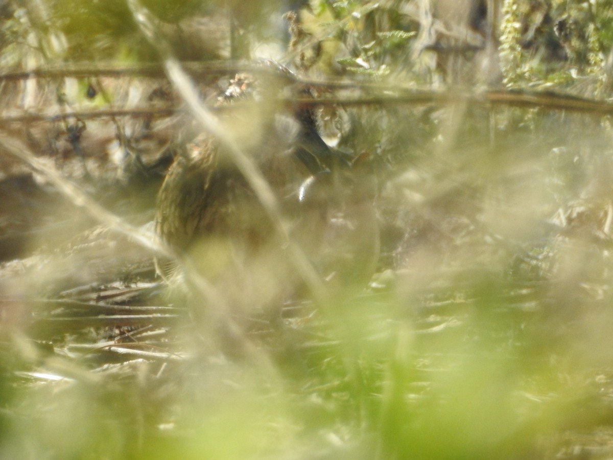 Greater Roadrunner - ML643668208