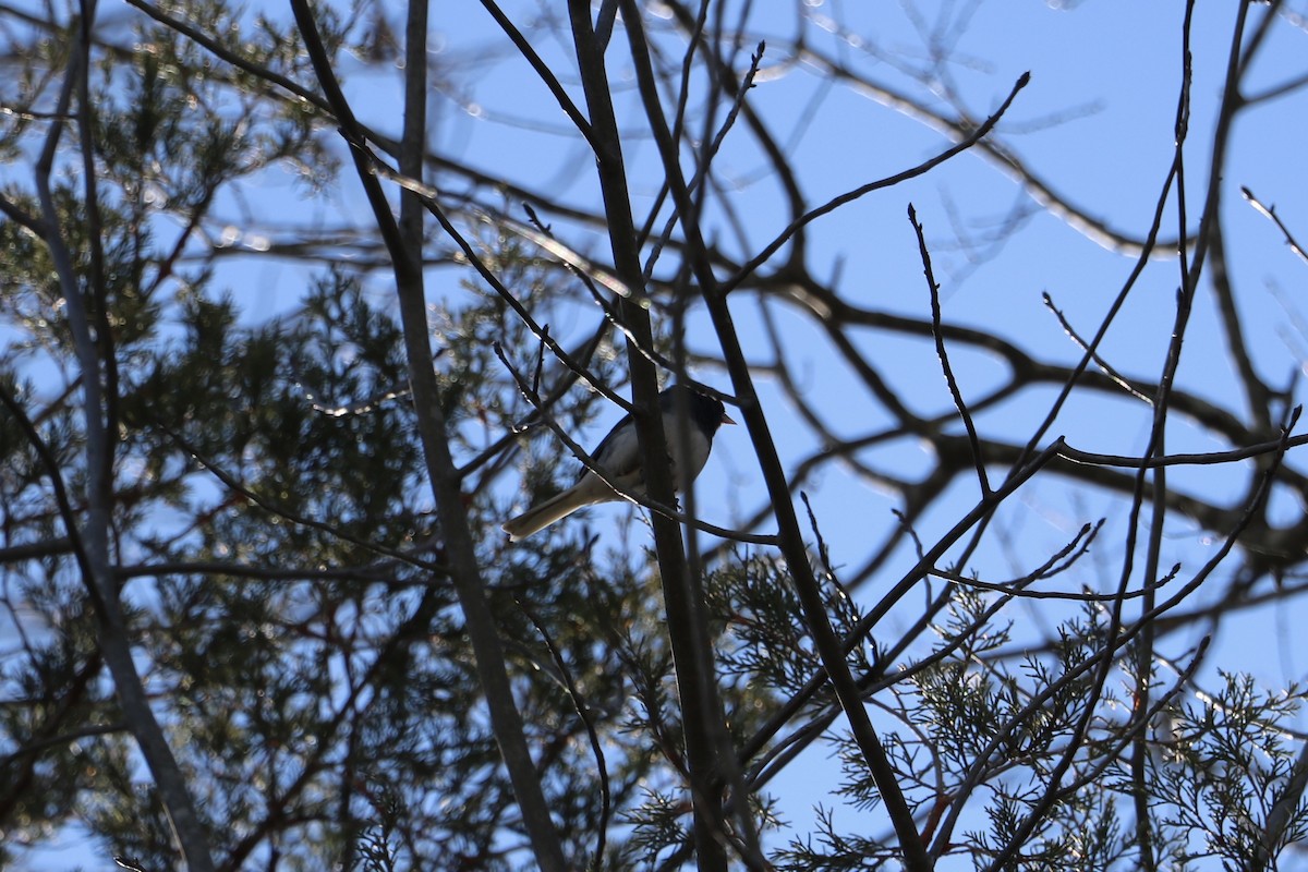 Dark-eyed Junco - ML643668210