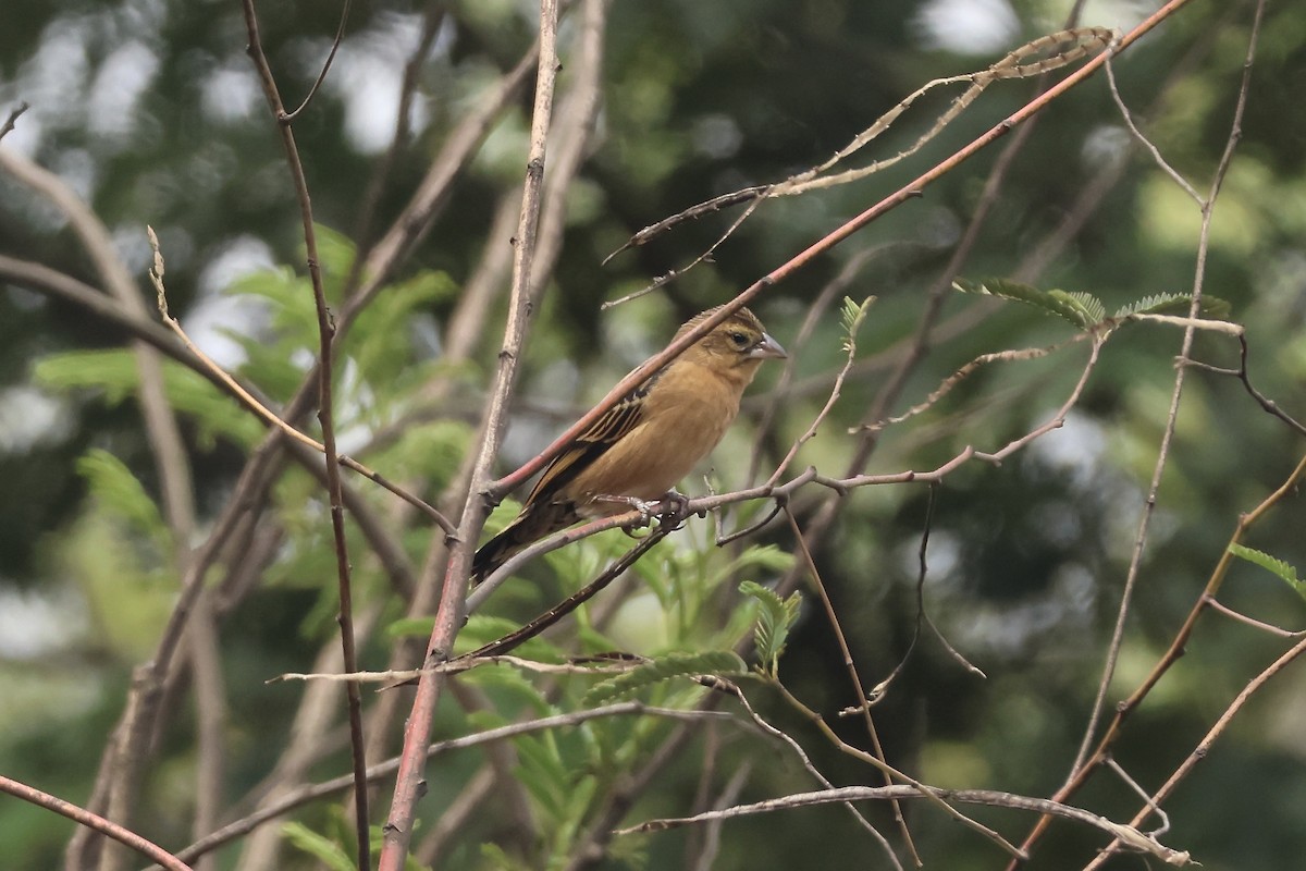 Red-collared Widowbird - ML643668214