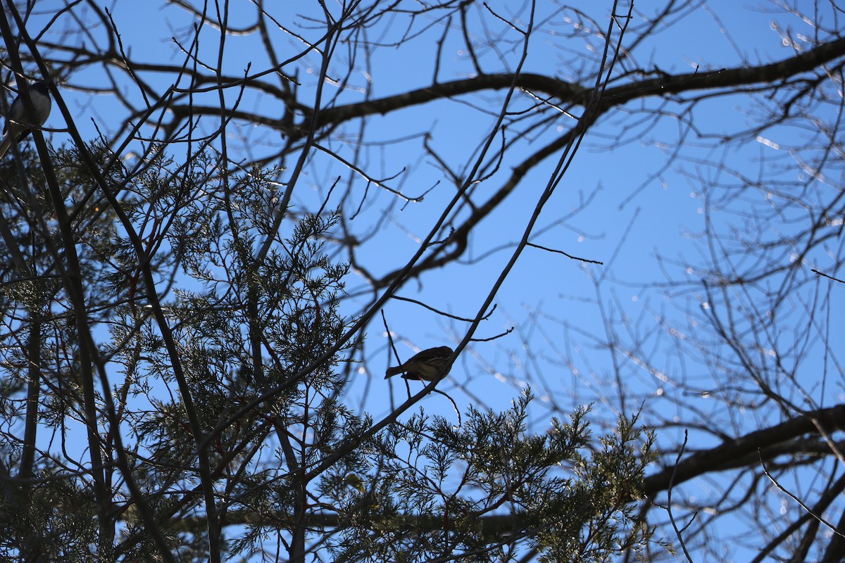 Fox Sparrow - ML643668215
