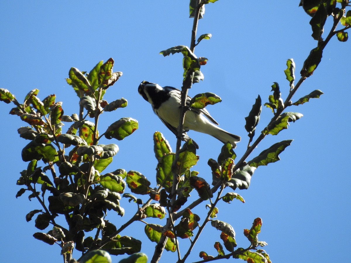 Black-throated Gray Warbler - ML643668218