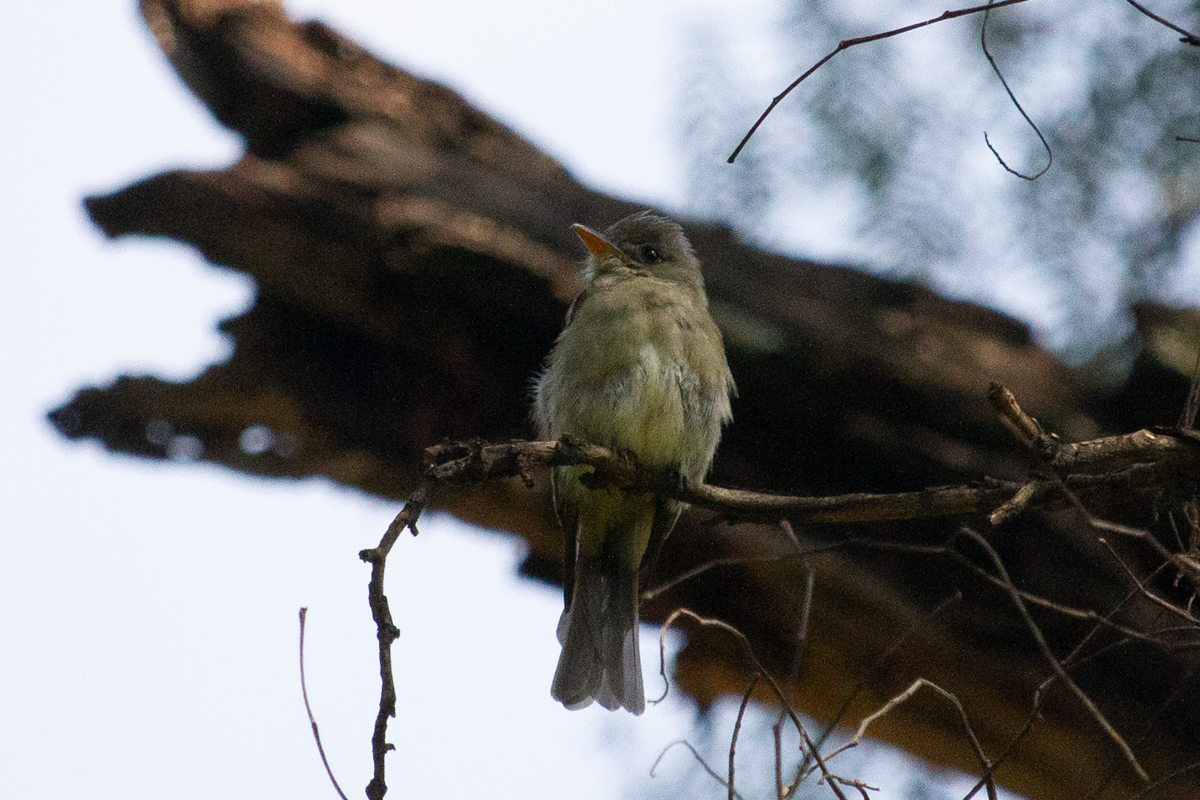 Greater Pewee - ML643668221