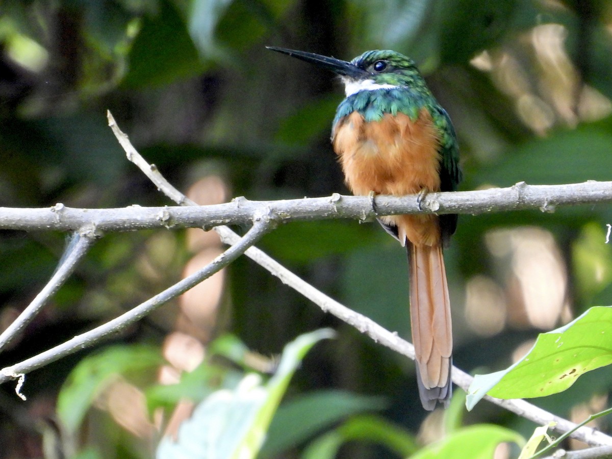 Rufous-tailed Jacamar - ML643668227