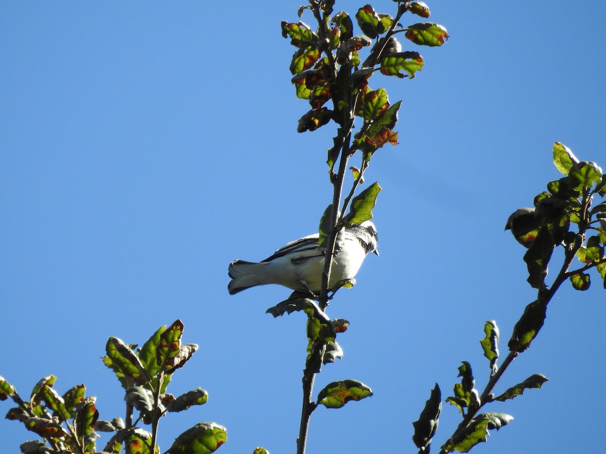 Black-throated Gray Warbler - ML643668231