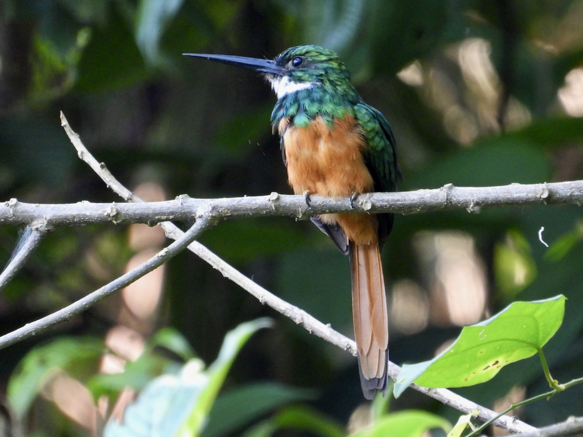 Rufous-tailed Jacamar - ML643668242