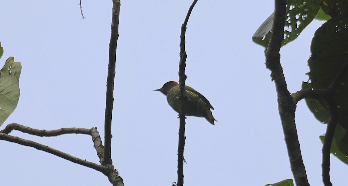 Fine-banded Woodpecker - ML643668246
