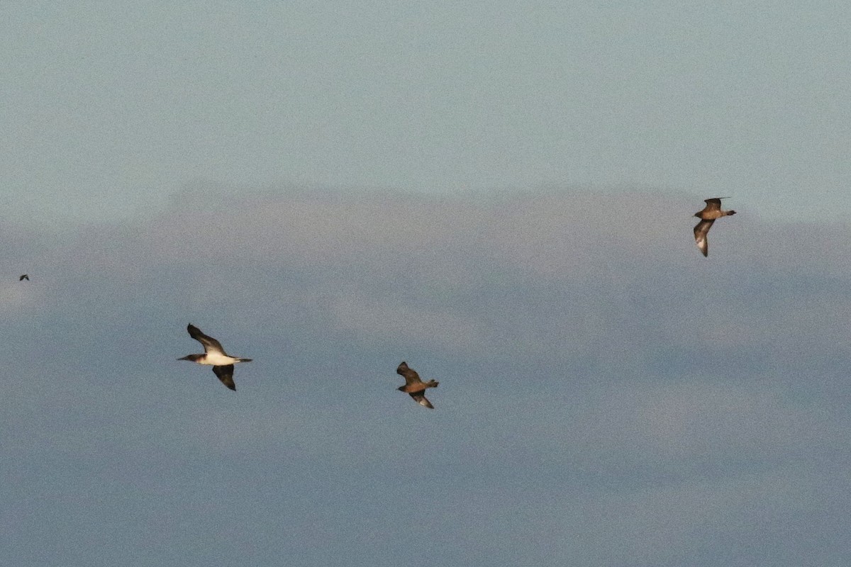 Fou à pieds bleus - ML643668247