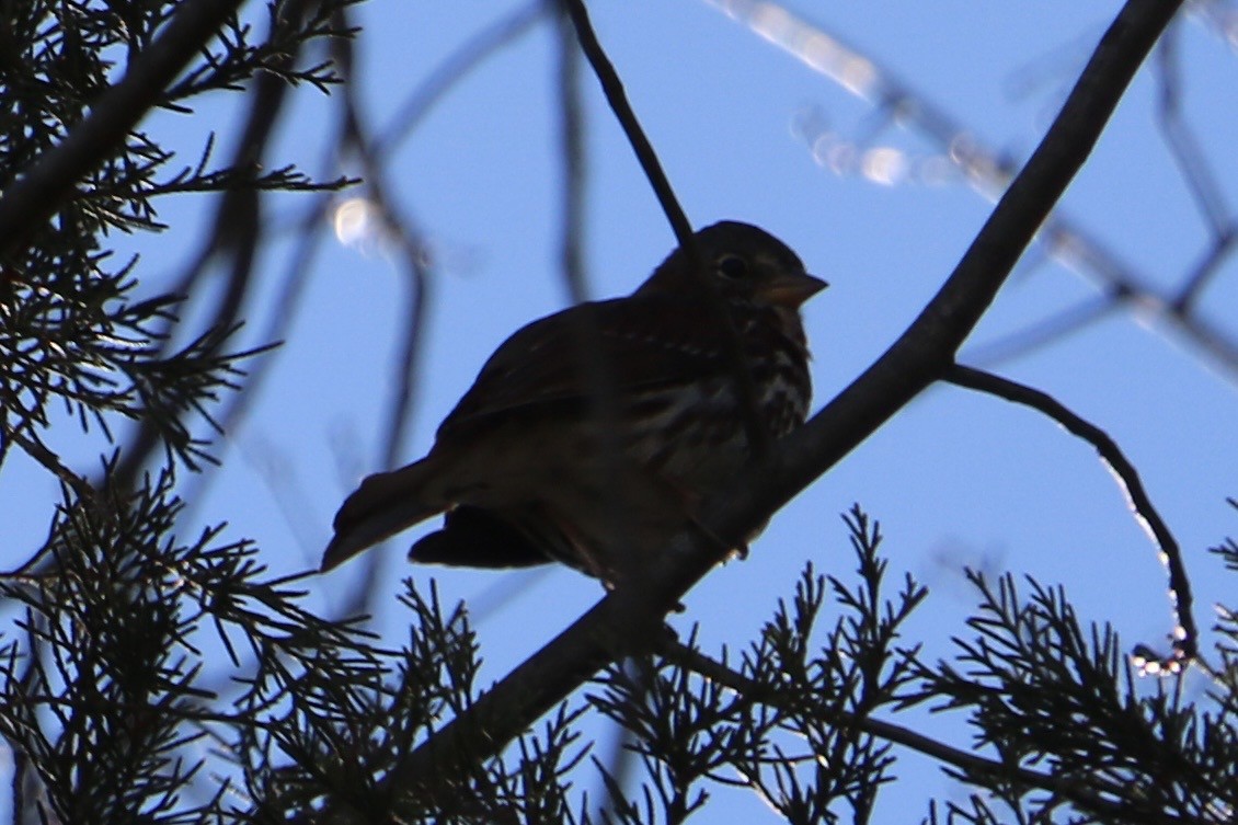 Fox Sparrow - ML643668253