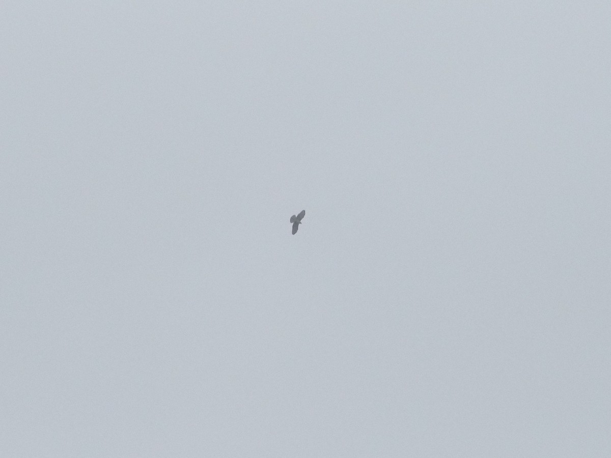 diurnal raptor sp. - ML643668268