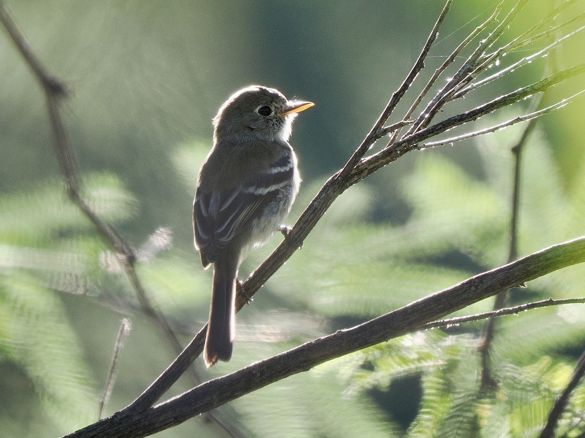 Gray Flycatcher - ML643668269