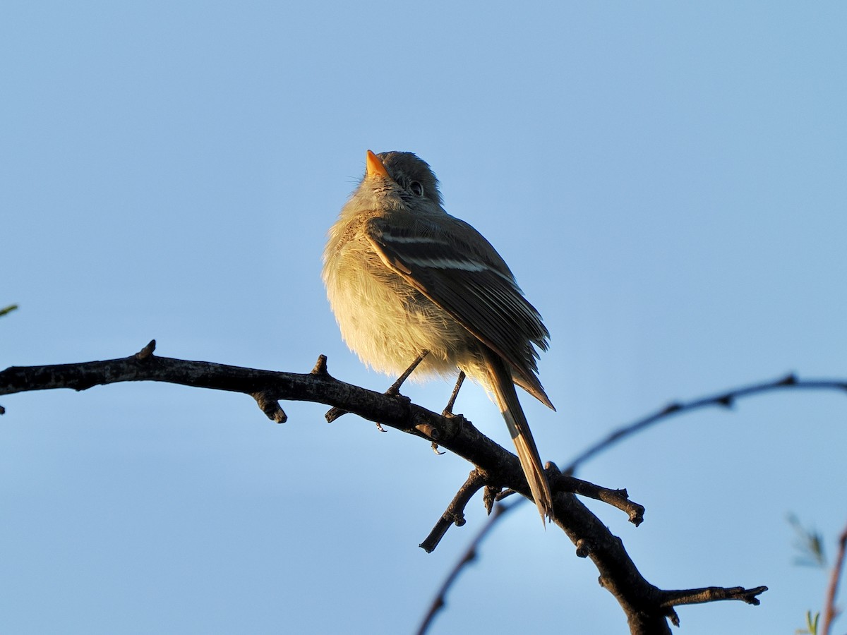 Gray Flycatcher - ML643668270
