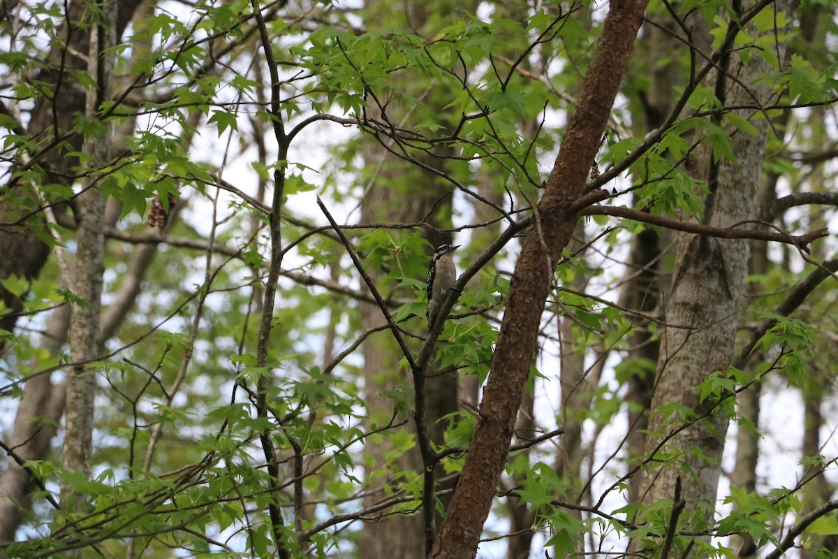 Downy Woodpecker - ML643668283