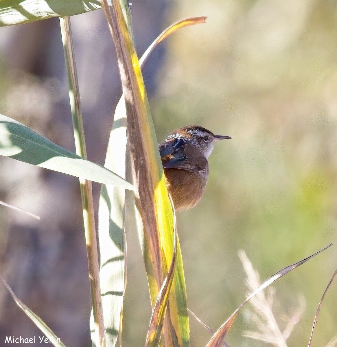Marsh Wren - ML643668287