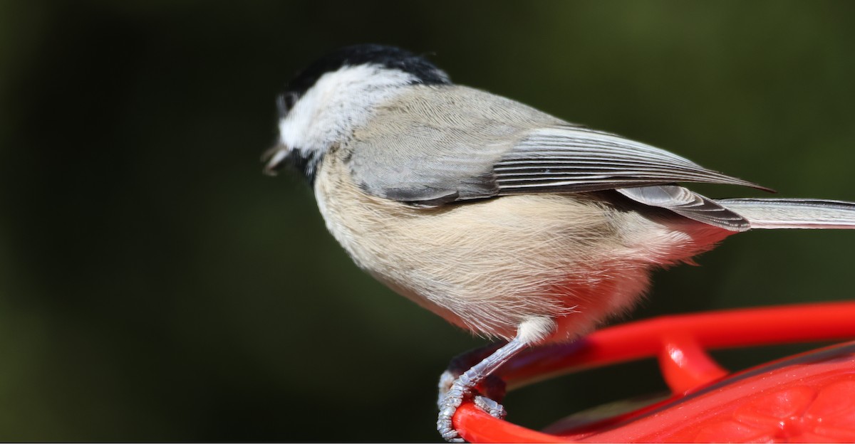 Carolina Chickadee - ML643668289