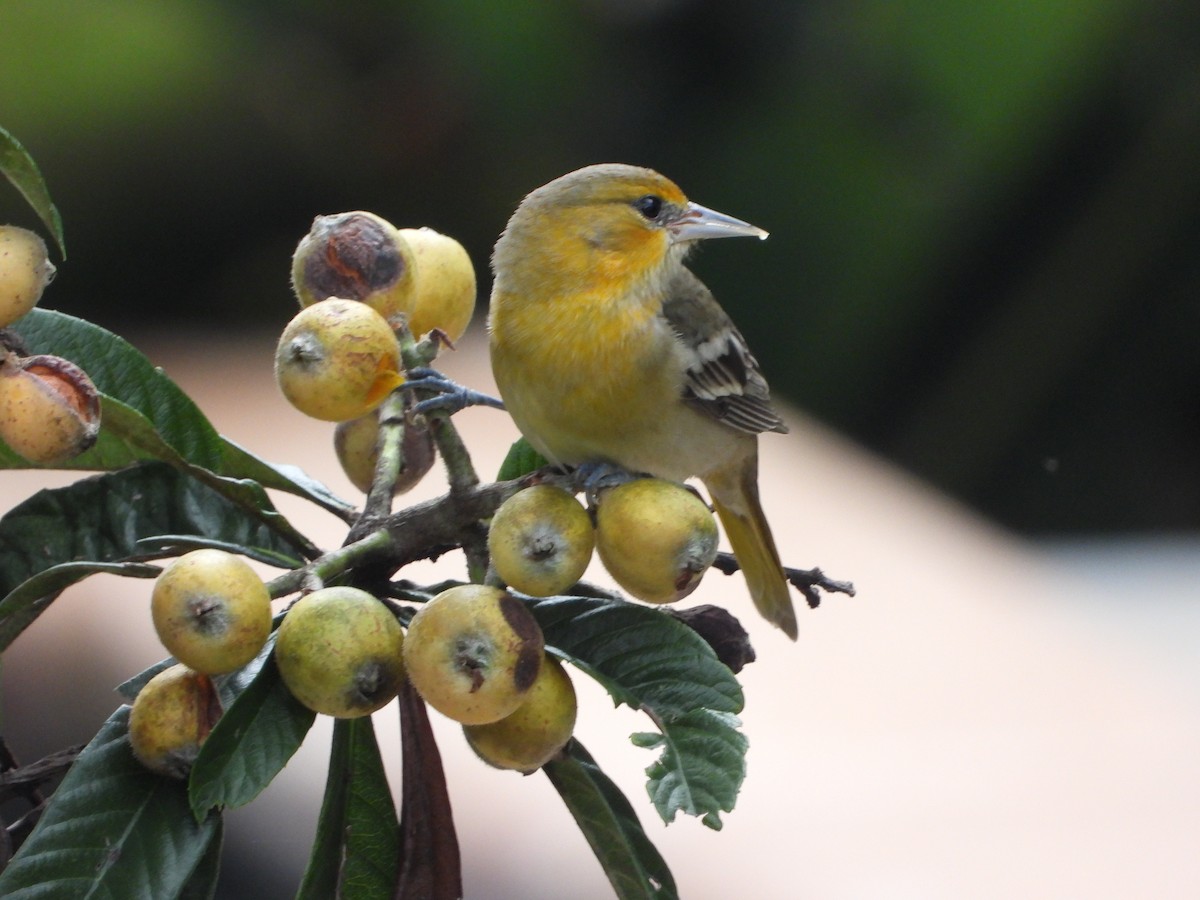 Oriole masqué - ML643668317
