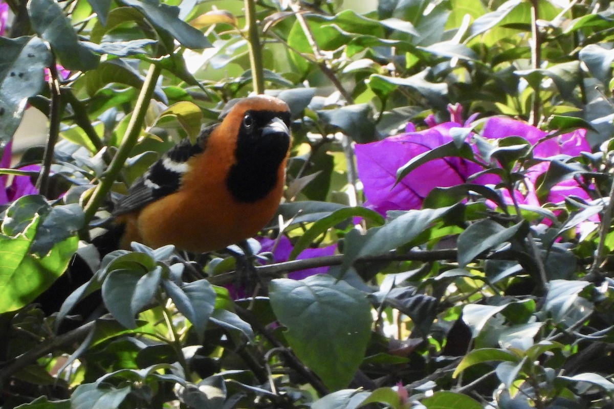 Oriole masqué - ML643668318