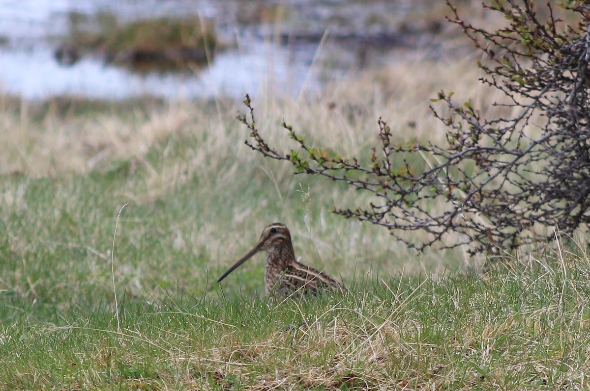 Magellanic Snipe - ML643668319