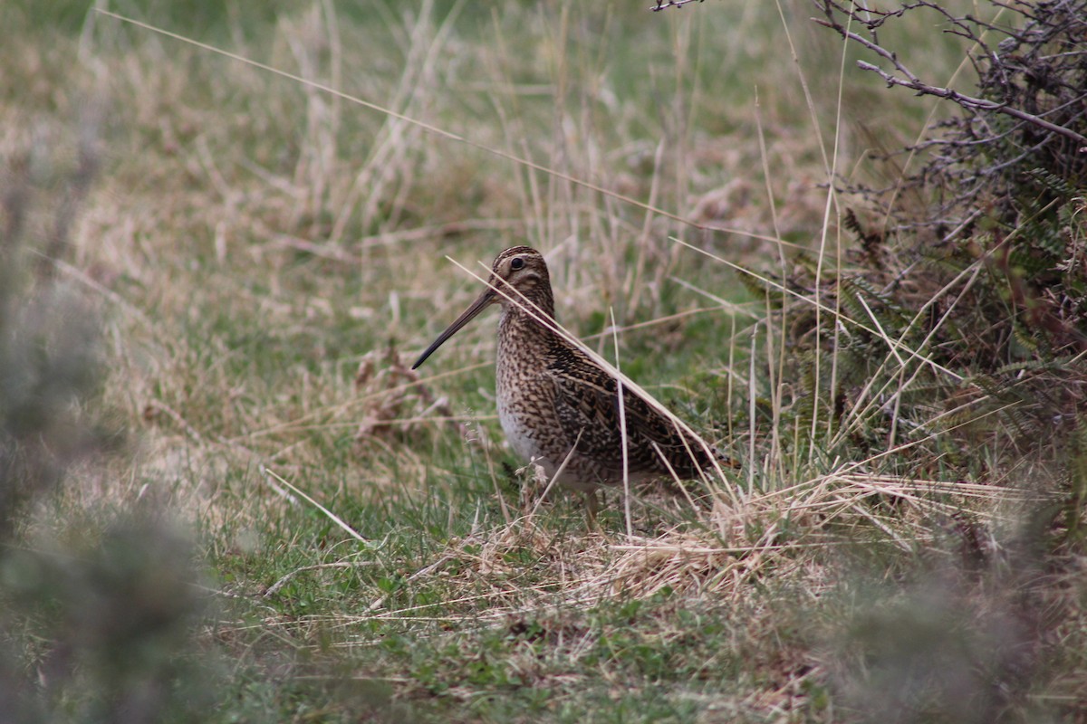 Magellanic Snipe - ML643668320